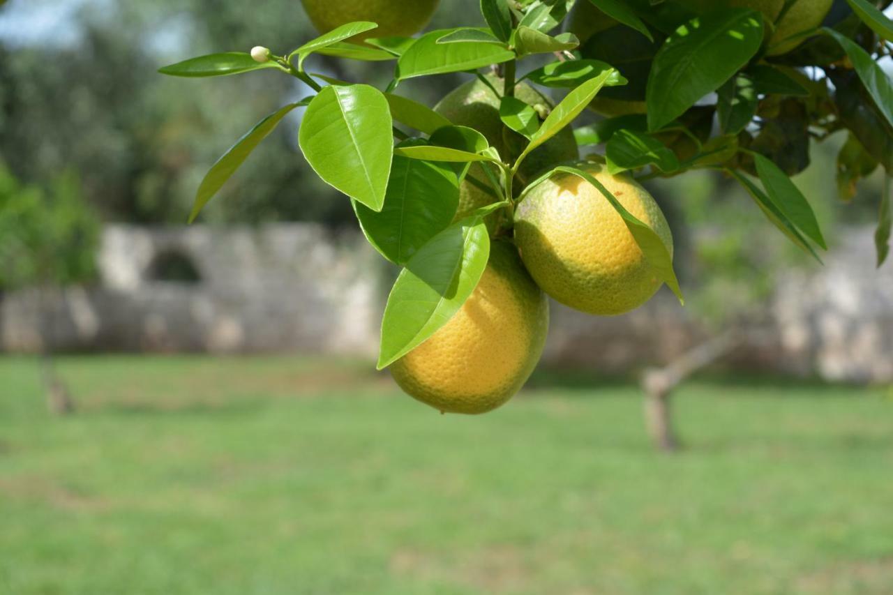 Hotel Puglia Garden 维耶斯泰 外观 照片